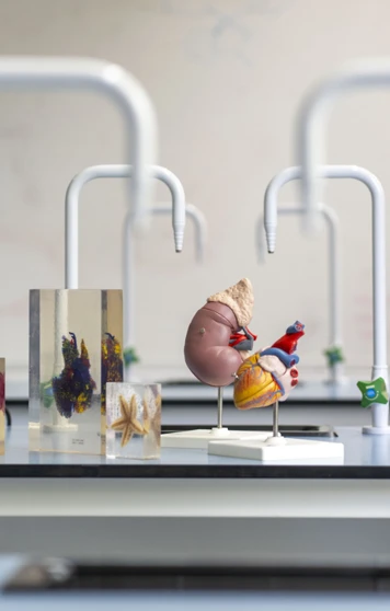 A science lab bench displays colourful models, including a kidney and heart, alongside a microscope and preserved biological specimens, all ready for a hands-on lesson in discovery A science lab bench displays colourful models, including a kidney and heart, alongside a microscope and preserved biological specimens, all ready for a hands-on lesson in discovery